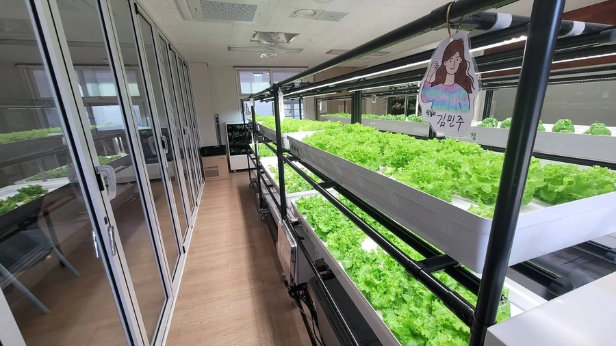 학교 복도 유리 파티션 공간에 설치된 AI스마트가든과 학생이 그린 식물 이름표